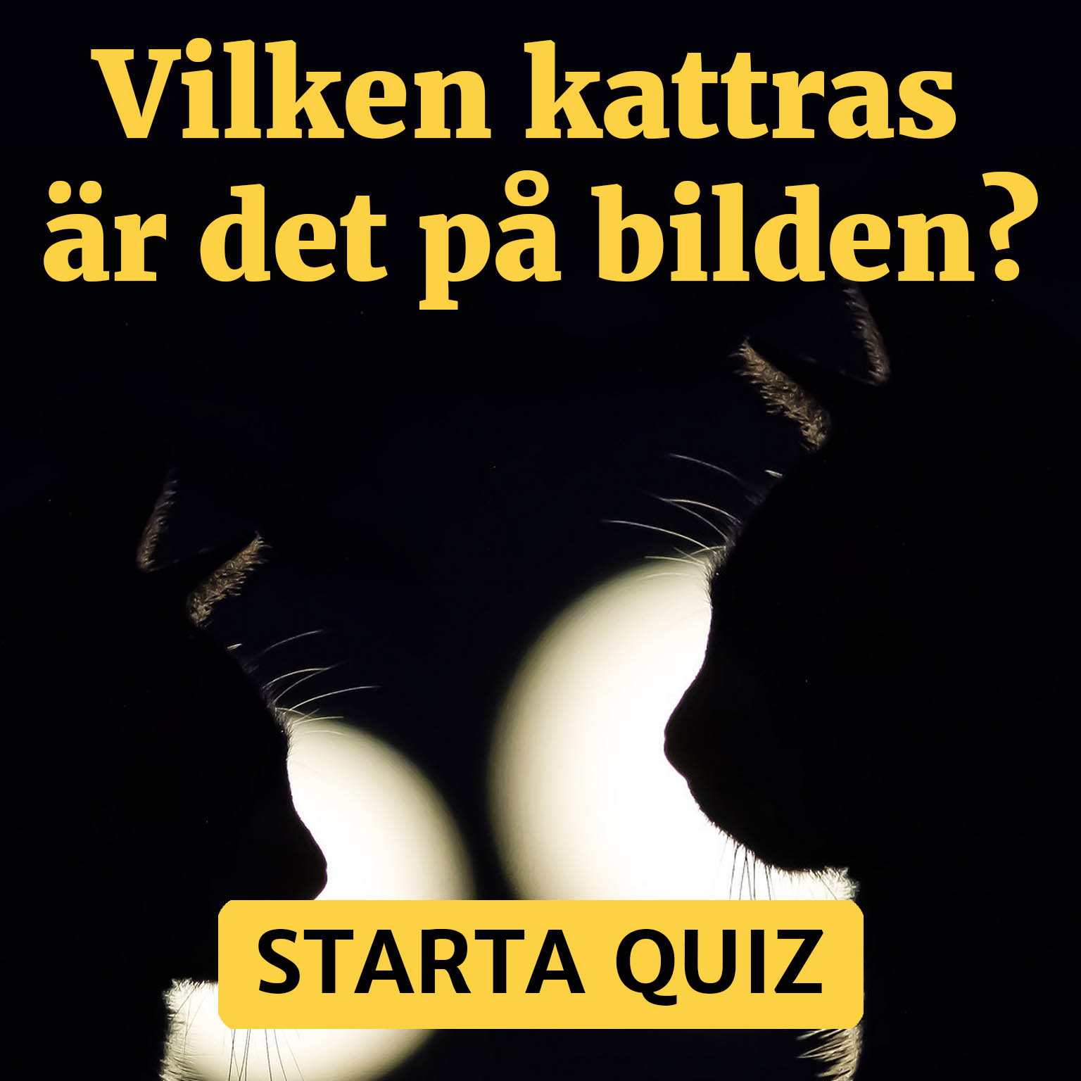 Vilken katt är det?